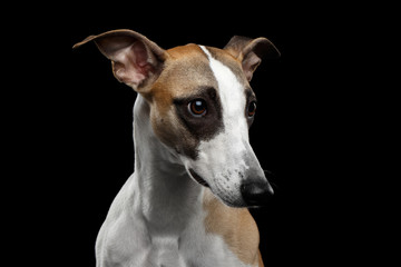 Adorable Portrait of Whippet Dog on Isolated Black Background