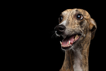 Funny Portrait of Whippet Dog on Isolated Black Background