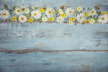 Obraz premium A bouquet of white flowers cosmea or cosmos on blue boards. Garden yellow flowers over handmade wooden table background. Backdrop with copy space.