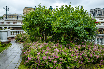 Fototapeta na wymiar Flower garden in the Alexander Garden, Moscow