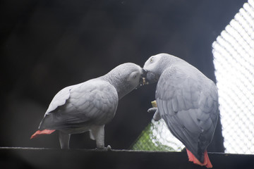 cockatoo pair