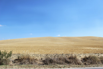 Fototapeta premium Collina senese