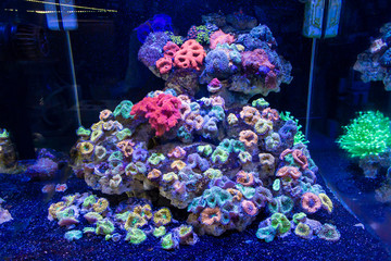 Ricordea florida Coral
