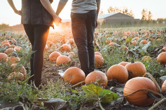 Couple standing in pumpkin field - Powered by Adobe