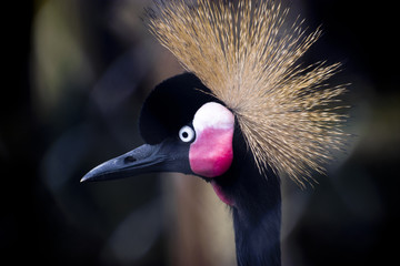 colorful crowned crane bird