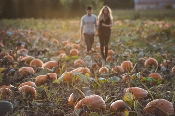Couple walking in pumpkin field