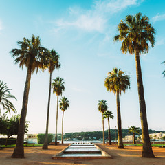 Giant palm trees in Antibes, Cote d'Azur, France