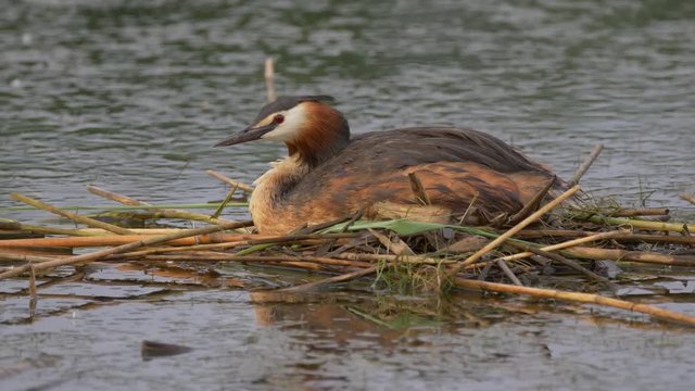Great crested grebe (Podiceps cristatus) - ungraded footage