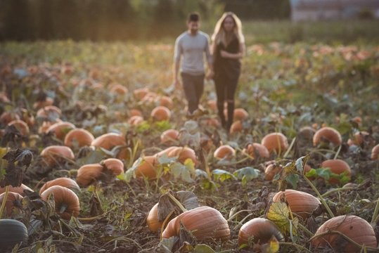 Couple walking in pumpkin field