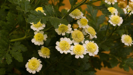 Fiori Gialli © Tommaso