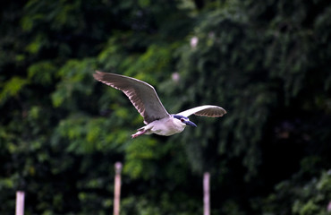 bird stork flying