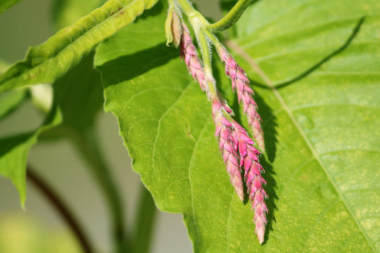 Pink flowers of bistort or knotweed (Polygonum orientale)