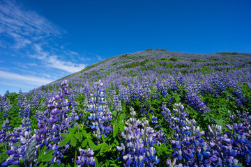 Iceland - Beautiful hill covered by purple lupine flowers under perfect blue sky