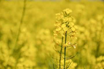 Close up of yellow field flowering oilseed rape on springtime (Brassica napus), Blooming canola,...