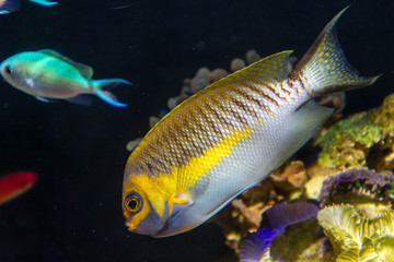 Masked Swallowtail Angelfish as known as True Japanese Swallowtail Angelfish (Genicanthus semifasciatus) Male