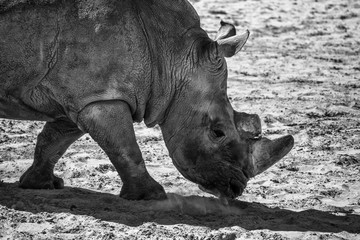 Fototapeta premium Big rhinoceros on a field