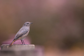 Rougequeue - Redstart