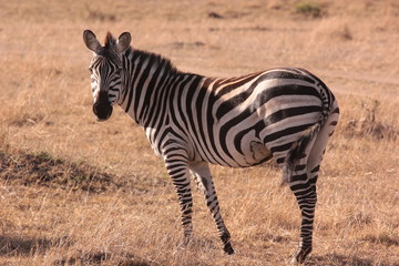 Tanzanian Wildlife