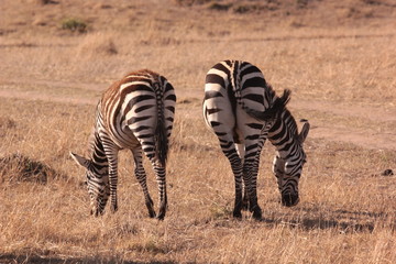 Fototapeta na wymiar Tanzanian Wildlife