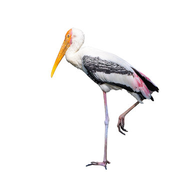 Painted Stork or Mycteria leucocephala, beautiful bird isolated standing with white background.