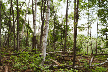 Forest with trees and rocks in Ontario, Canada