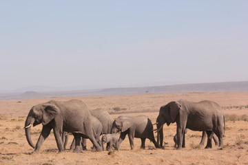 Fototapeta na wymiar Tanzanian Wildlife
