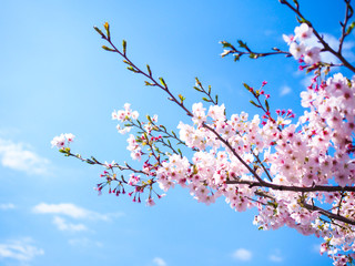 Beautiful and colorfull Cherry blossom, sakura, in Tokyo - Japan with nice  blue sky.