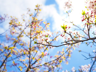 Beautiful and colorfull Cherry blossom, sakura, in Tokyo - Japan with nice  blue sky.