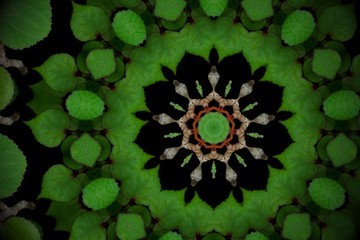 Abstract greenery background, heart shaped green leaves of sea hibiscus on black with kaleidoscope...