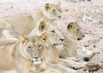 Obraz na płótnie Canvas vier Löwen eines Prides, Tansania