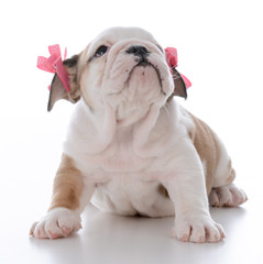 cute female puppy