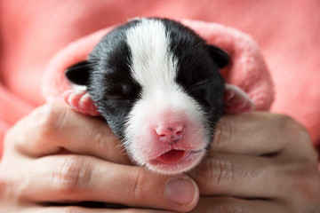 Newborn little puppy wrapped in a pink fleece blanket in female hands
