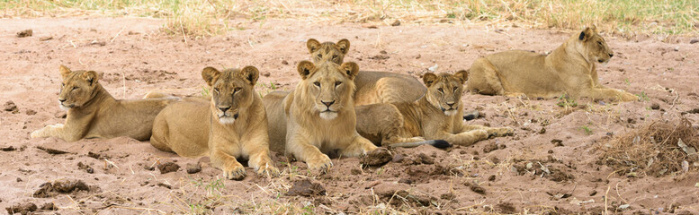 Löwenfamilie im Sand ausruhend, Panorama