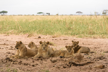 ruhende Löwenfamilie im Tarangire Nationalpark, Tansania, Afrika