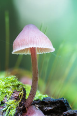 A small mushroom stands between moss