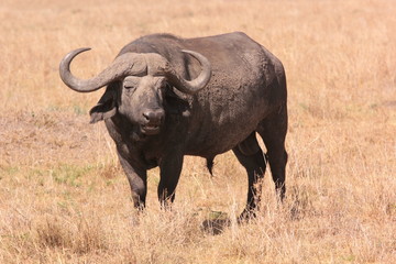 Obraz premium Serengeti wildlife