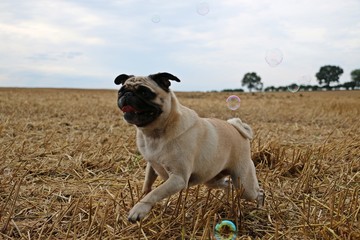 Obraz premium kleiner Mops mit Seifenblasen auf einem Stoppelfeld