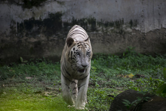 bengal tiger white rare color