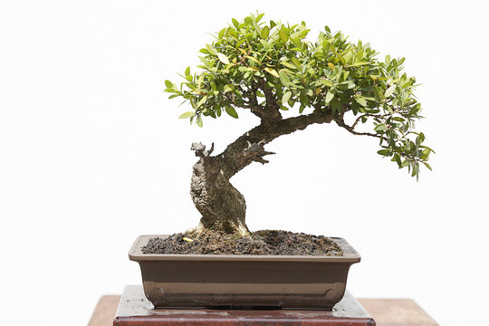 Common box (buxus sempervirens) bonsai on a wooden table and white background