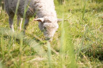 Naklejka na ściany i meble Weißkopf Schaf beim Grasen auf Wiese