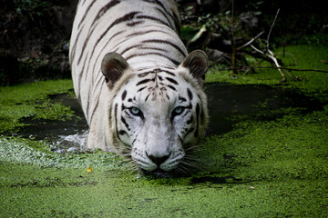 white bengal tiger