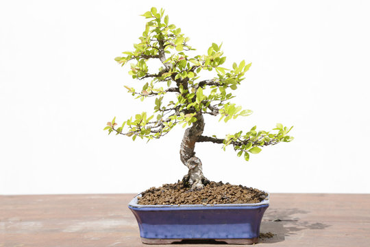 Chinese elm (Ulmus parvifolia) bonsai on a wooden table and white background