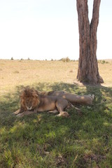 Serengeti wildlife