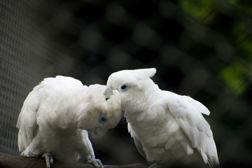 white cockatoo pair sitting
