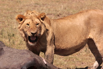 Serengeti wildlife