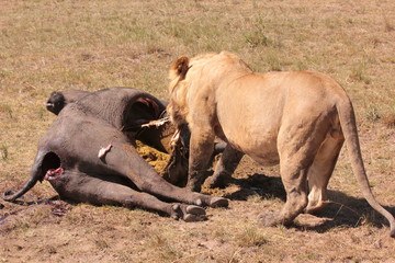 Fototapeta premium Serengeti wildlife