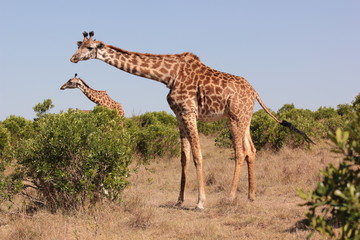 Serengeti wildlife