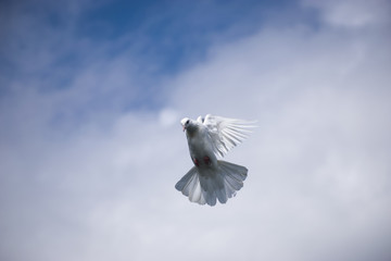 flying pigeon bird