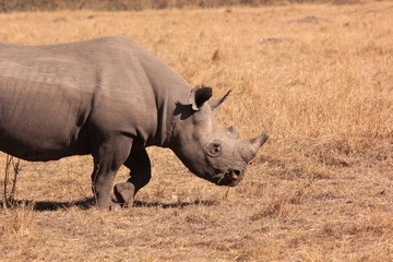 Fototapeta premium Serengeti wildlife