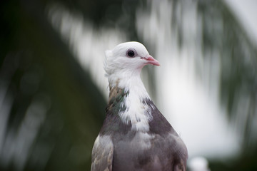 pigeon bird